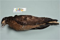 藏品(大冠鷲)的圖片